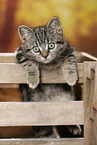 black-golden-tabby-classic British Shorthair