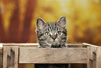 black-golden-tabby-classic British Shorthair