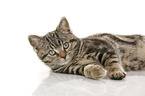 black-golden-tabby-classic British Shorthair