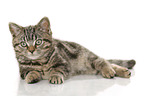 black-golden-tabby-classic British Shorthair