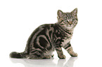 black-golden-tabby-classic British Shorthair