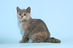 British Shorthair Kitten