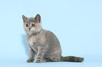 British Shorthair Kitten