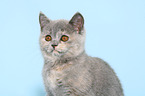 British Shorthair Kitten