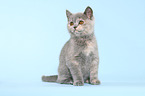 British Shorthair Kitten