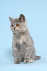 British Shorthair Kitten