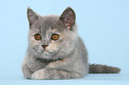 British Shorthair Kitten