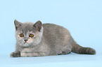 British Shorthair Kitten