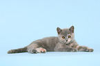 British Shorthair Kitten