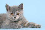 British Shorthair Kitten