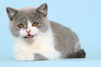 British Shorthair Kitten