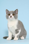 British Shorthair Kitten