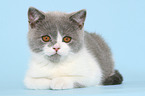 British Shorthair Kitten