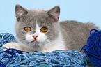 British Shorthair Kitten