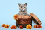 British Shorthair Kitten