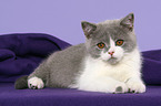 British Shorthair Kitten