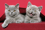 2 British Shorthair Kitten