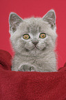 British Shorthair Kitten