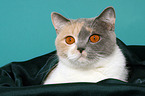 British Shorthair Portrait