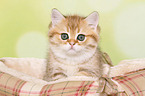 British Shorthair Kitten Portrait