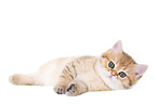 lying British Shorthair Kitten