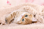 lying British Shorthair Kitten