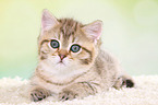 lying British Shorthair Kitten