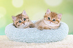 2 British Shorthair Kitten