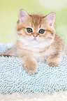 lying British Shorthair Kitten