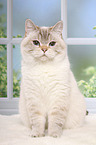 sitting British Shorthair