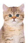 British Shorthair Kitten Portrait