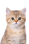 British Shorthair Kitten Portrait