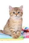 sitting British Shorthair Kitten