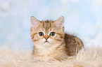 lying British Shorthair Kitten