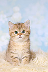 sitting British Shorthair Kitten