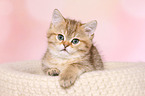 cute British Shorthair Kitten