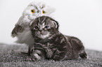 2 weeks old british shorthair kitten