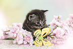 British Shorthair Kitten in spring