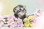 British Shorthair Kitten in spring