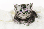 British Shorthair Kitten