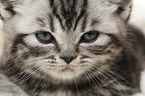 British Shorthair Kitten