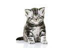 British Shorthair Kitten