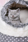 British Shorthair Kitten