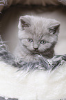 British Shorthair Kitten