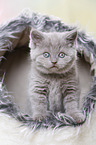 British Shorthair Kitten