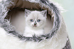 British Shorthair Kitten