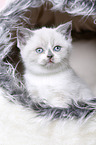 British Shorthair Kitten