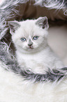 British Shorthair Kitten