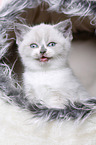 British Shorthair Kitten