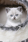 British Shorthair Kitten